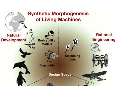Bio-Robots Explained: The Framework for Living Machines
