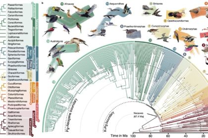 Unraveling Life's Branches: How Biology Reveals Divergence