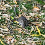 The naked mole rat (Heterocephalus glaber) is a small, hairless rodent native to East Africa, and famous for living an astonishingly long time, up to around 37 years, nearly 10x longer than mammals of similar size. Scientists have long suspected its ...