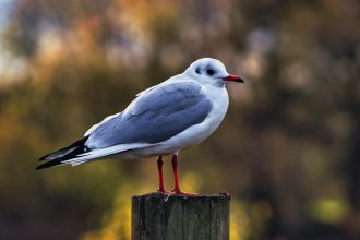 Animals. Thursday 16 October 2025. Weatherwatch: autumn gales divert migrating birds, to UK birders' delight. Sabine's gulls and phalaropes among ...