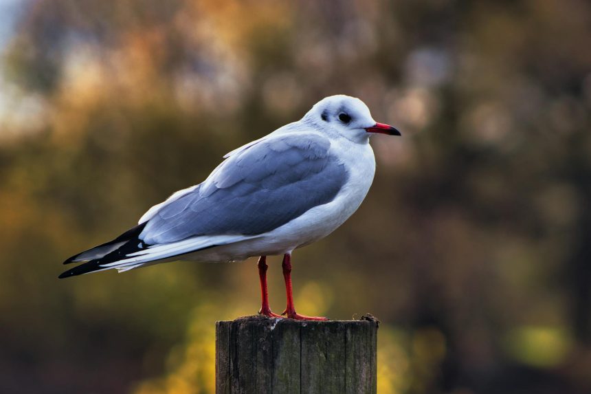 Animals. Thursday 16 October 2025. Weatherwatch: autumn gales divert migrating birds, to UK birders' delight. Sabine's gulls and phalaropes among ...