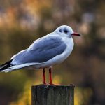 Animals. Thursday 16 October 2025. Weatherwatch: autumn gales divert migrating birds, to UK birders' delight. Sabine's gulls and phalaropes among ...