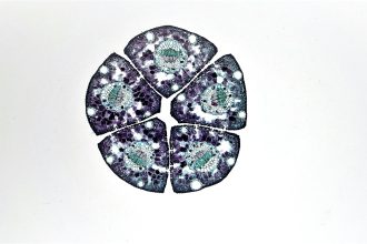 Planarian Stem Cells: Unlocking Their Secrets for Regenerative Breakthroughs