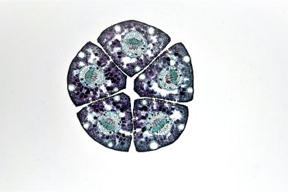 Planarian Stem Cells: Unlocking Their Secrets for Regenerative Breakthroughs