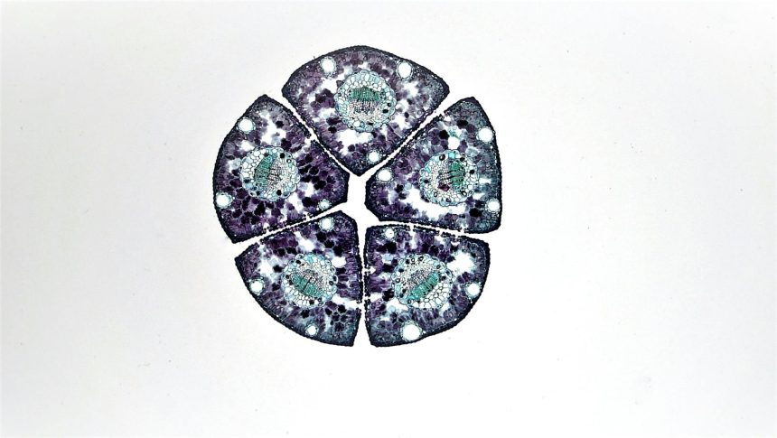 Planarian Stem Cells: Unlocking Their Secrets for Regenerative Breakthroughs