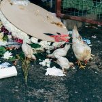 Unwanted Wildlife: When to Call a Professional Wildlife Removal Expert