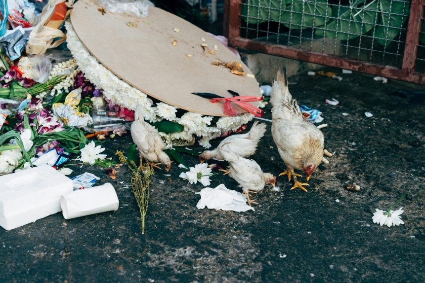 Unwanted Wildlife: When to Call a Professional Wildlife Removal Expert