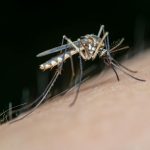Malaria Control: From Science to Policy and Practice