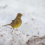 ... animals would winter. A year later, Lindsey says that the wildlife adapted very well. “It was right before the snow. The animals went to the ...