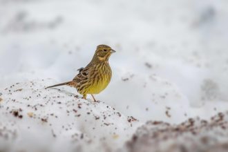 ... animals would winter. A year later, Lindsey says that the wildlife adapted very well. “It was right before the snow. The animals went to the ...