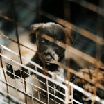 Small animals available for adoption at Humane Society - WTOC | The organization also has a small-animal room for rabbits, guinea pigs, hamsters and others. ... animals available for adoption can go to www.