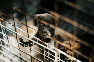 Small animals available for adoption at Humane Society - WTOC | The organization also has a small-animal room for rabbits, guinea pigs, hamsters and others. ... animals available for adoption can go to www.