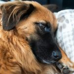 The Atlanta Humane Society and Bulloch County Animal Shelter are assisting with medical evaluations of the rescued animals. Deputies have told ...