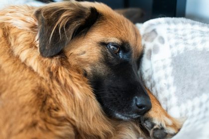 The Atlanta Humane Society and Bulloch County Animal Shelter are assisting with medical evaluations of the rescued animals. Deputies have told ...