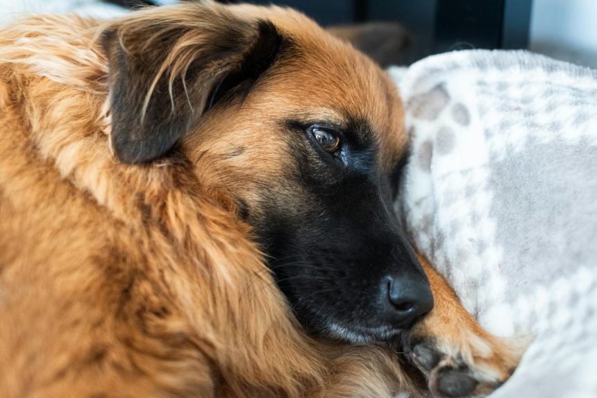 The Atlanta Humane Society and Bulloch County Animal Shelter are assisting with medical evaluations of the rescued animals. Deputies have told ...