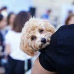 Richmond library hosts pet adoption event bringing together animals and families. No views · 3 minutes ago ...more ...