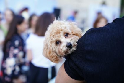 Richmond library hosts pet adoption event bringing together animals and families. No views · 3 minutes ago ...more ...