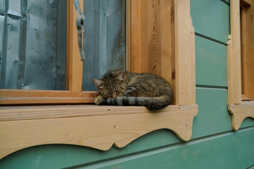Animal Shelter Blessings: Compassion for Our Furry Friends