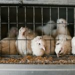 The animals will be trapped, and healthy animals will be donated to Producer Partnership, a not-for-profit federally inspected meat processing ...