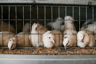 The animals will be trapped, and healthy animals will be donated to Producer Partnership, a not-for-profit federally inspected meat processing ...