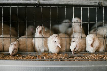 The animals will be trapped, and healthy animals will be donated to Producer Partnership, a not-for-profit federally inspected meat processing ...