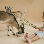 Aversa jokes. From affectionate pigs and gentle sheep to playful goats and easygoing ducks, farm animals bring a mix of fun, purpose, and calm to your ...