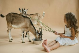 Aversa jokes. From affectionate pigs and gentle sheep to playful goats and easygoing ducks, farm animals bring a mix of fun, purpose, and calm to your ...