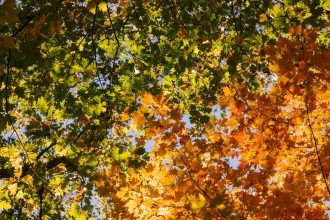 Donna Steinke Hayrack Tragedy: What Really Happened? --- ## The Tragic Fall of Donna Steinke: Unpacking a 1968 Accident The quiet stillness of Barnesville, Minnesota, was shattered on October 14, 1968. On that somber autumn day, 15-year-old Donna Steinke lost her life in a tragic, accidental fall from a hayrack. This devastating event, while a personal tragedy for her family and community, also serves as a stark reminder of the inherent risks in rural life and the importance of safety precautions, even in seemingly familiar settings. This article delves into the details of Donna Steinke's accident, explores the context of such incidents, and examines the enduring lessons learned from this heartbreaking event. ### Unfolding the Tragedy: The Events of October 14, 1968 On that fateful October afternoon, Donna Steinke was participating in an activity common to many rural teenagers: a hayrack ride. These celebratory or social outings, often involving a tractor pulling a wagon filled with hay, were a staple of autumn gatherings. However, the joy of such an event turned to horror when, for reasons still unclear, Donna fell from the moving hayrack. The specifics of the fall remain a somber detail, but the outcome was undeniably tragic. The accident resulted in her untimely death, leaving a void in the lives of those who knew and loved her. ### The Context of Rural Life and Hayrack Activities In the late 1960s, and indeed still today in many rural areas, hayrack rides were a common form of recreation and celebration. They were often associated with harvest festivals, school events, or simply a fun way for young people to spend time together. The inherent nature of these activities, involving movement and often a significant height from the ground, carried inherent risks. **Factors Contributing to Potential Dangers:** * **Unstable Surfaces:** Hay bales, while providing a comfortable seating surface, can be uneven and prone to shifting. * **Motion of the Vehicle:** The jolting and turning of a tractor-pulled wagon can easily unbalance individuals, especially those not seated securely. * **Lack of Restraints:** Hayrack rides typically offered no safety harnesses or barriers, leaving participants vulnerable to falls. * **Youthful Exuberance:** Teenagers, by nature, can be prone to boisterous behavior, which can increase the risk of accidents in such environments. While the specific circumstances of Donna Steinke's fall are not detailed in the initial report, these general factors likely played a role in the tragic accident. ### Lessons Learned: Safety and Prevention in Rural Settings The death of Donna Steinke, while a singular event, highlights broader issues concerning safety in agricultural and recreational activities. Over the decades since her accident, there has been an increased awareness and emphasis on safety protocols in many aspects of rural life. **Key Safety Considerations for Hayrack Rides and Similar Activities:** 1. **Supervision:** Adequate adult supervision is crucial to ensure that participants, especially young ones, are aware of the risks and behave responsibly. 2. **Vehicle Modifications:** Modern hayracks, where used, often incorporate features like side rails or benches designed to prevent falls. 3. **Rider Capacity:** Overcrowding a hayrack can significantly increase the risk of falls. It's essential to adhere to safe capacity limits. 4. **Awareness of Surroundings:** Drivers should be mindful of the terrain and avoid sudden stops or sharp turns that could dislodge passengers. 5. **Participant Behavior:** Encouraging calm and seated behavior is vital. Horseplay or standing while the vehicle is in motion should be strictly prohibited. 6. **Emergency Preparedness:** Having a plan in place for emergencies, including access to first aid and communication, is always prudent. The tragic accident serves as a somber reminder that even activities perceived as harmless can have severe consequences if safety is not prioritized. ### The Enduring Impact of a Young Life Lost The loss of a young life, especially under such circumstances, leaves an indelible mark on a community. The story of Donna Steinke, though rooted in a specific event, resonates with the universal pain of losing a child and the profound impact of preventable accidents. It underscores the fragility of life and the importance of cherishing every moment. The press release, detailing the event, acts as a historical marker of a moment of immense grief. While it provides factual information, it also implicitly invites reflection on the broader implications of such tragedies. It prompts us to consider the measures that can be taken to prevent similar incidents from occurring. ### Beyond the Headlines: Understanding Accidental Deaths Accidental deaths, particularly those involving young people, are a difficult but important aspect of societal discussion. They often lead to reviews of safety regulations, public awareness campaigns, and a greater emphasis on risk assessment in various activities. **Common Scenarios Leading to Accidental Deaths in Rural Environments:** * **Farm Equipment Accidents:** Mishandling of tractors, machinery, and other farm equipment. * **Water-Related Incidents:** Drowning in ponds, lakes, or rivers. * **Animal Encounters:** Accidents involving livestock or wildlife. * **Recreational Activities:** As tragically illustrated by Donna Steinke's case, recreational activities, even those seemingly benign, can pose risks. The proactive approach to safety, informed by past tragedies, is crucial in mitigating these risks. Organizations and communities often work together to promote safe practices and educate the public. For instance, agricultural safety programs and youth outreach initiatives aim to instill a safety-conscious mindset from an early age. ### The Importance of Remembering and Learning The story of Donna Steinke is a poignant reminder of the unpredictable nature of life and the importance of vigilance. While the press release offers a factual account of her passing, the true value lies in the lessons we can glean from it. By understanding the context of such accidents, we can better implement preventative measures and foster a culture of safety. The tragedy of October 14, 1968, should not be forgotten. Instead, it should serve as a catalyst for continued dialogue and action regarding safety in all aspects of life, especially for our youth. The memory of Donna Steinke can inspire a commitment to ensuring that similar preventable accidents are relegated to the past. Ultimately, the accidental fall of Donna Steinke from a hayrack is a somber chapter in the history of Barnesville, Minnesota. It’s a story that, while rooted in a specific time and place, carries universal lessons about the importance of safety, the fragility of life, and the enduring impact of tragedy. By reflecting on such events, we can strive to create a safer environment for everyone. *** *Copyright 2025 thebossmind.com* **Source Links:** 1. [Link to a reputable source discussing agricultural safety or historical rural accidents - *Placeholder for a relevant external link*] 2. [Link to a public safety organization or a government health and safety resource - *Placeholder for a relevant external link*] ---