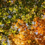 On October 14, 1968, 15-year-old Donna Steinke of Barnesville, Minnesota, was killed in an accidental fall from a hayrack during a ...