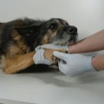 Stronger Animal Welfare Laws: 5 Ways You Can Protect Pets Stronger Animal Welfare Laws: 5 Ways You Can Protect Pets The heartwarming sight of a rescued animal beginning to heal reminds us of a critical truth: many pets suffer due to neglect or abuse. While dedicated shelters provide comfort and care, the ultimate solution lies in proactive prevention. This article delves into why **animal welfare laws** are essential and how every individual can contribute to their enforcement and improvement, ensuring a safer, kinder world for our animal companions. Why Stronger Animal Welfare Laws Matter for Every Pet Every wagging tail, purr, or chirping melody enriches our lives. Yet, countless animals face grim realities, often due to inadequate protection. Weak or poorly enforced regulations leave them vulnerable to cruelty, neglect, and exploitation. These laws are not just about punishment; they are about setting minimum standards for care, housing, and treatment, preventing suffering before it starts. The Current State of Pet Protection and Challenges Across various regions, the patchwork of existing laws often leaves significant gaps. Some areas lack comprehensive regulations for breeders, while others struggle with enforcement of anti-cruelty statutes. This inconsistency creates havens for unethical practices, making it difficult to prosecute offenders and protect vulnerable animals effectively. The Impact of Weak Regulations on Animals and Communities When **animal welfare laws** are weak, the consequences are profound. Animals endure suffering, shelters become overcrowded, and communities bear the financial and emotional burden of rescues and rehabilitation. Furthermore, studies often link animal abuse to other forms of violence, highlighting the broader societal impact of robust animal protection. Understanding Key Components of Effective Animal Welfare Legislation Effective legislation encompasses a range of provisions designed to safeguard animals at every stage of their lives. These include: Anti-Cruelty Statutes: Laws defining and penalizing animal abuse, neglect, and abandonment. Breeding Regulations: Standards for commercial and private breeders to ensure humane conditions and prevent overpopulation. Shelter & Pound Standards: Guidelines for the care, housing, and treatment of animals in impoundment facilities. Reporting & Enforcement Mechanisms: Clear procedures for reporting suspected abuse and empowering authorities to investigate and act. Emergency Preparedness: Provisions for animal safety during natural disasters and other crises. Your Role in Advocating for Robust Animal Welfare Standards Advocating for stronger **animal welfare laws** is a collective effort. Your voice and actions can significantly influence policy makers and foster a more compassionate society. Here are five actionable ways you can make a difference: How You Can Support Legislative Changes for Pets Contact Your Representatives: Reach out to your local, state, and federal elected officials. Express your concerns about animal welfare and advocate for specific legislative changes. Personal letters or emails often carry more weight than form letters. Sign and Share Petitions: Support online and offline petitions that call for improved animal protection laws. Sharing these with your network amplifies their reach. Volunteer or Donate: Offer your time or financial support to reputable animal welfare organizations. Groups like the ASPCA or Humane Society International actively lobby for stronger laws and provide crucial support to animals in need. Attend Public Hearings: Show up at local government meetings or public hearings where animal welfare issues are discussed. Your presence demonstrates community concern. Educate Others: Share information about the importance of animal welfare laws and responsible pet ownership with friends, family, and on social media. Informed citizens are powerful advocates. Practicing Responsible Pet Ownership: A Cornerstone of Welfare Beyond advocating for laws, responsible pet ownership is a direct and powerful way to promote animal welfare. It sets an example and reduces the burden on shelters and rescue organizations. Adoption, Care, and Lifelong Commitment When considering a pet, always prioritize adoption from a reputable shelter or rescue. This directly supports organizations working to save lives. Furthermore, responsible ownership involves providing proper nutrition, veterinary care, training, socialization, and a safe, loving environment for the entirety of your pet's life. Spaying and neutering is also crucial to prevent overpopulation. The Ripple Effect: Benefits of Stronger Animal Protection When communities enact and enforce robust **animal welfare laws**, the benefits extend far beyond individual pets. We see a reduction in animal homelessness, a decrease in cruelty cases, and improved public health due to better animal control and disease prevention. Creating Safer Communities and Healthier Lives for All Stronger laws foster a culture of respect and compassion for all living beings. They help prevent the spread of zoonotic diseases, reduce the number of dangerous stray animals, and ultimately contribute to a more harmonious and ethical society where both humans and animals can thrive. Conclusion: Championing Animal Welfare Laws Together The journey to comprehensive animal protection is ongoing, but it's a journey we must embark on together. By understanding the importance of **animal welfare laws**, advocating for their improvement, and practicing responsible pet ownership, we can transform the lives of countless animals. Every action, no matter how small, contributes to building a future where every pet is safe, cherished, and protected by the law. Join the movement for stronger animal welfare laws and responsible pet ownership today. © 2025 thebossmind.com