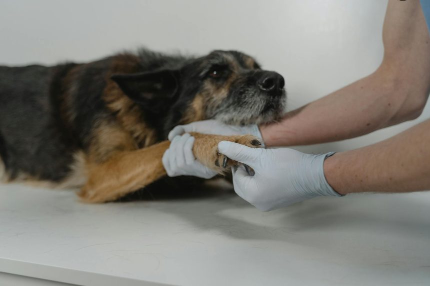 Stronger Animal Welfare Laws: 5 Ways You Can Protect Pets Stronger Animal Welfare Laws: 5 Ways You Can Protect Pets The heartwarming sight of a rescued animal beginning to heal reminds us of a critical truth: many pets suffer due to neglect or abuse. While dedicated shelters provide comfort and care, the ultimate solution lies in proactive prevention. This article delves into why **animal welfare laws** are essential and how every individual can contribute to their enforcement and improvement, ensuring a safer, kinder world for our animal companions. Why Stronger Animal Welfare Laws Matter for Every Pet Every wagging tail, purr, or chirping melody enriches our lives. Yet, countless animals face grim realities, often due to inadequate protection. Weak or poorly enforced regulations leave them vulnerable to cruelty, neglect, and exploitation. These laws are not just about punishment; they are about setting minimum standards for care, housing, and treatment, preventing suffering before it starts. The Current State of Pet Protection and Challenges Across various regions, the patchwork of existing laws often leaves significant gaps. Some areas lack comprehensive regulations for breeders, while others struggle with enforcement of anti-cruelty statutes. This inconsistency creates havens for unethical practices, making it difficult to prosecute offenders and protect vulnerable animals effectively. The Impact of Weak Regulations on Animals and Communities When **animal welfare laws** are weak, the consequences are profound. Animals endure suffering, shelters become overcrowded, and communities bear the financial and emotional burden of rescues and rehabilitation. Furthermore, studies often link animal abuse to other forms of violence, highlighting the broader societal impact of robust animal protection. Understanding Key Components of Effective Animal Welfare Legislation Effective legislation encompasses a range of provisions designed to safeguard animals at every stage of their lives. These include: Anti-Cruelty Statutes: Laws defining and penalizing animal abuse, neglect, and abandonment. Breeding Regulations: Standards for commercial and private breeders to ensure humane conditions and prevent overpopulation. Shelter & Pound Standards: Guidelines for the care, housing, and treatment of animals in impoundment facilities. Reporting & Enforcement Mechanisms: Clear procedures for reporting suspected abuse and empowering authorities to investigate and act. Emergency Preparedness: Provisions for animal safety during natural disasters and other crises. Your Role in Advocating for Robust Animal Welfare Standards Advocating for stronger **animal welfare laws** is a collective effort. Your voice and actions can significantly influence policy makers and foster a more compassionate society. Here are five actionable ways you can make a difference: How You Can Support Legislative Changes for Pets Contact Your Representatives: Reach out to your local, state, and federal elected officials. Express your concerns about animal welfare and advocate for specific legislative changes. Personal letters or emails often carry more weight than form letters. Sign and Share Petitions: Support online and offline petitions that call for improved animal protection laws. Sharing these with your network amplifies their reach. Volunteer or Donate: Offer your time or financial support to reputable animal welfare organizations. Groups like the ASPCA or Humane Society International actively lobby for stronger laws and provide crucial support to animals in need. Attend Public Hearings: Show up at local government meetings or public hearings where animal welfare issues are discussed. Your presence demonstrates community concern. Educate Others: Share information about the importance of animal welfare laws and responsible pet ownership with friends, family, and on social media. Informed citizens are powerful advocates. Practicing Responsible Pet Ownership: A Cornerstone of Welfare Beyond advocating for laws, responsible pet ownership is a direct and powerful way to promote animal welfare. It sets an example and reduces the burden on shelters and rescue organizations. Adoption, Care, and Lifelong Commitment When considering a pet, always prioritize adoption from a reputable shelter or rescue. This directly supports organizations working to save lives. Furthermore, responsible ownership involves providing proper nutrition, veterinary care, training, socialization, and a safe, loving environment for the entirety of your pet's life. Spaying and neutering is also crucial to prevent overpopulation. The Ripple Effect: Benefits of Stronger Animal Protection When communities enact and enforce robust **animal welfare laws**, the benefits extend far beyond individual pets. We see a reduction in animal homelessness, a decrease in cruelty cases, and improved public health due to better animal control and disease prevention. Creating Safer Communities and Healthier Lives for All Stronger laws foster a culture of respect and compassion for all living beings. They help prevent the spread of zoonotic diseases, reduce the number of dangerous stray animals, and ultimately contribute to a more harmonious and ethical society where both humans and animals can thrive. Conclusion: Championing Animal Welfare Laws Together The journey to comprehensive animal protection is ongoing, but it's a journey we must embark on together. By understanding the importance of **animal welfare laws**, advocating for their improvement, and practicing responsible pet ownership, we can transform the lives of countless animals. Every action, no matter how small, contributes to building a future where every pet is safe, cherished, and protected by the law. Join the movement for stronger animal welfare laws and responsible pet ownership today. © 2025 thebossmind.com