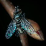 These Beautiful Microscope Photos Capture Tiny Pests, Spores, Sensory Neurons and Sunflower Hairs | Now in its 51st year, the competition honors exceptional photography through a microscope. “A photomicrograph is a technical document that can be of great significance to science or industry,” reads the competition description.