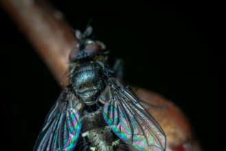 These Beautiful Microscope Photos Capture Tiny Pests, Spores, Sensory Neurons and Sunflower Hairs | Now in its 51st year, the competition honors exceptional photography through a microscope. “A photomicrograph is a technical document that can be of great significance to science or industry,” reads the competition description.