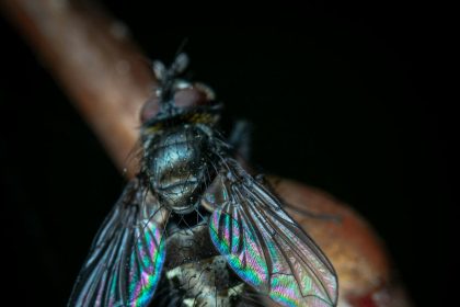 These Beautiful Microscope Photos Capture Tiny Pests, Spores, Sensory Neurons and Sunflower Hairs | Now in its 51st year, the competition honors exceptional photography through a microscope. “A photomicrograph is a technical document that can be of great significance to science or industry,” reads the competition description.