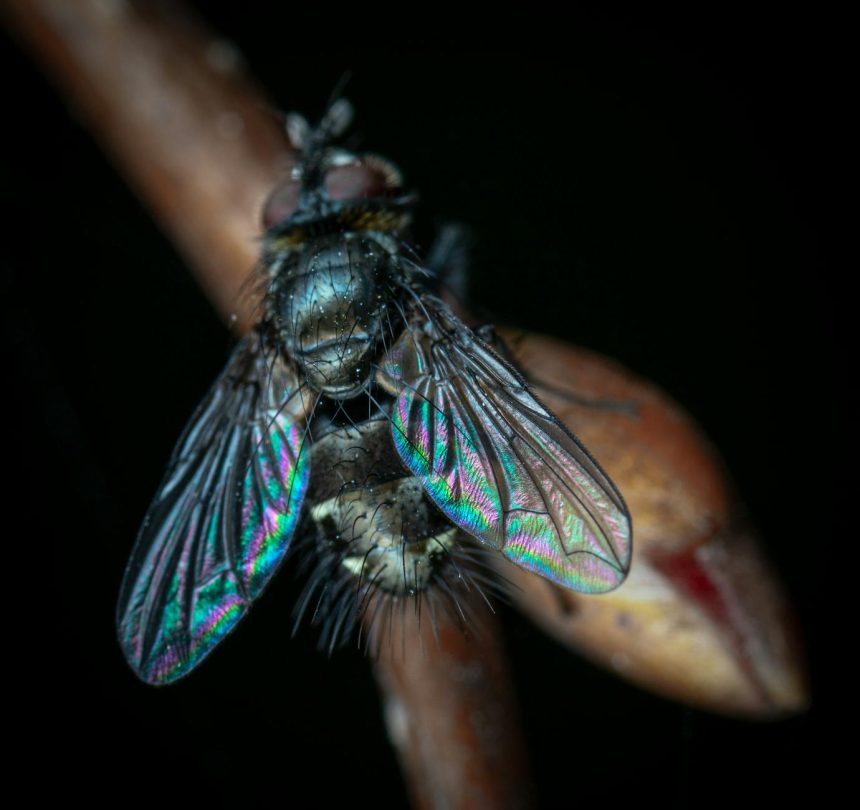 These Beautiful Microscope Photos Capture Tiny Pests, Spores, Sensory Neurons and Sunflower Hairs | Now in its 51st year, the competition honors exceptional photography through a microscope. “A photomicrograph is a technical document that can be of great significance to science or industry,” reads the competition description.