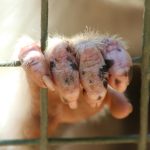 WARREN — A local animal rescue has taken on a larger role in protecting animals across Trumbull County. On Wednesday, Healthy Hearts & Paws ...
