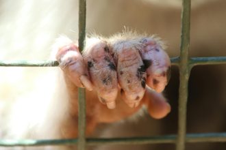 WARREN — A local animal rescue has taken on a larger role in protecting animals across Trumbull County. On Wednesday, Healthy Hearts & Paws ...