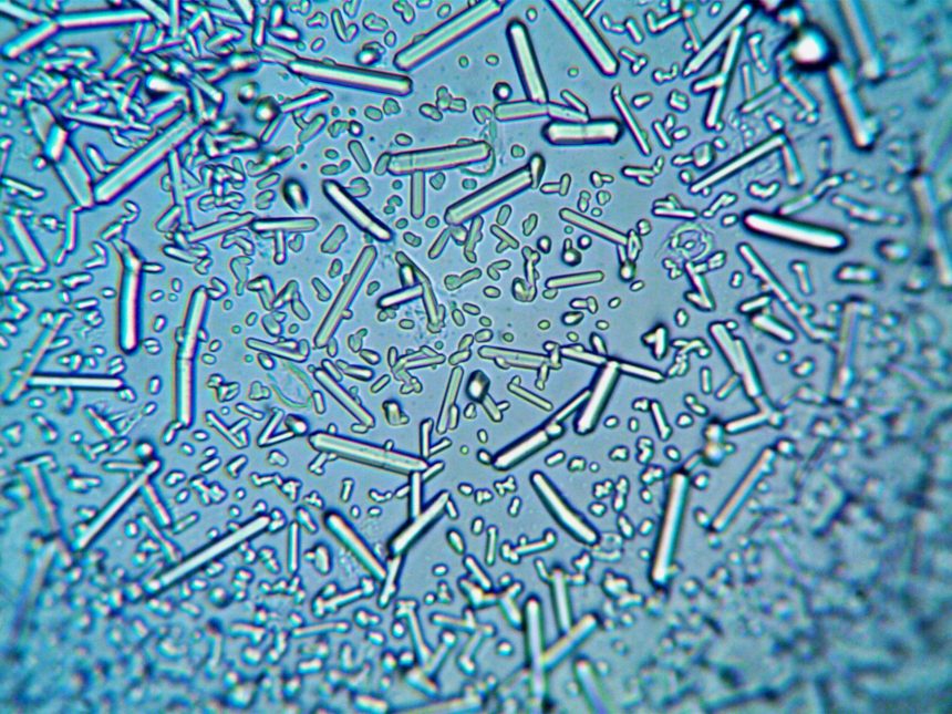 Photomicrography Competition: Master the Art of Microscopic Imaging