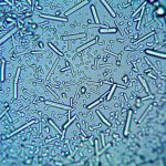 Photomicrography Competition: Unveiling Microscopic Wonders in 2025