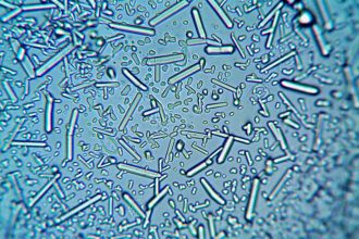 Microscope Photography Competition: Uncover 51 Years of Micro-Wonders!