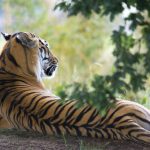 The Cincinnati Bengals made big news ahead of Week 6 by trading for quarterback Joe Flacco. After that encouraging debut in stripes that still ...