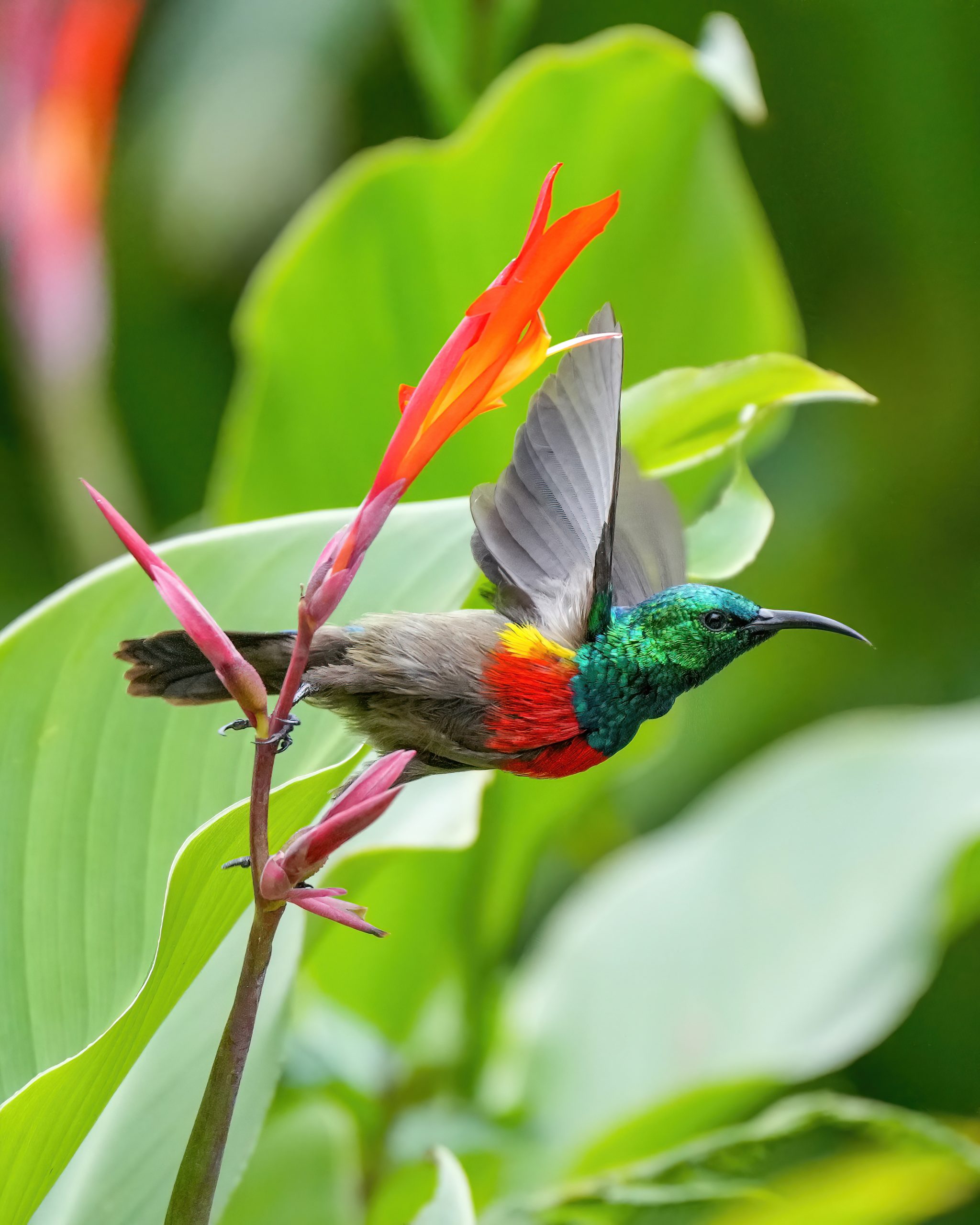 Starting Before You’re Ready: The Real Curriculum 001_Olive-bellied_Sunbird_starting_to_fly_at_Kibale_National_Park_Photo_by_Giles_Laurent