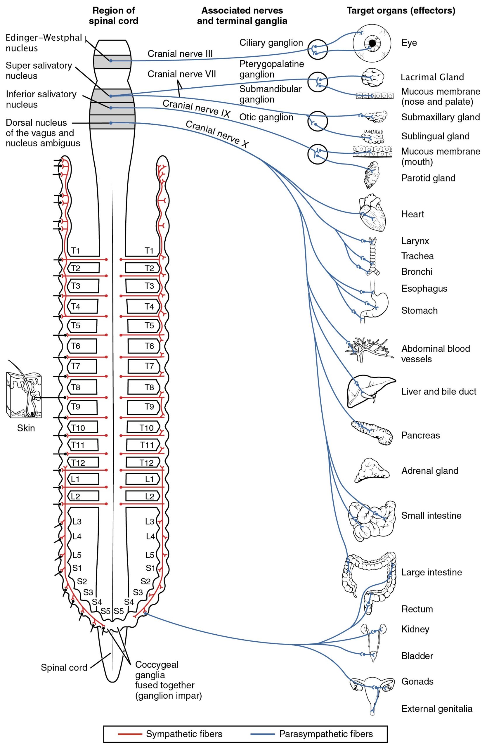 Neural networks often exhibit jagged gradient landscapes, complicating saliency map interpretation. 1503_Connections_of_the_Parasympathetic_Nervous_System-2