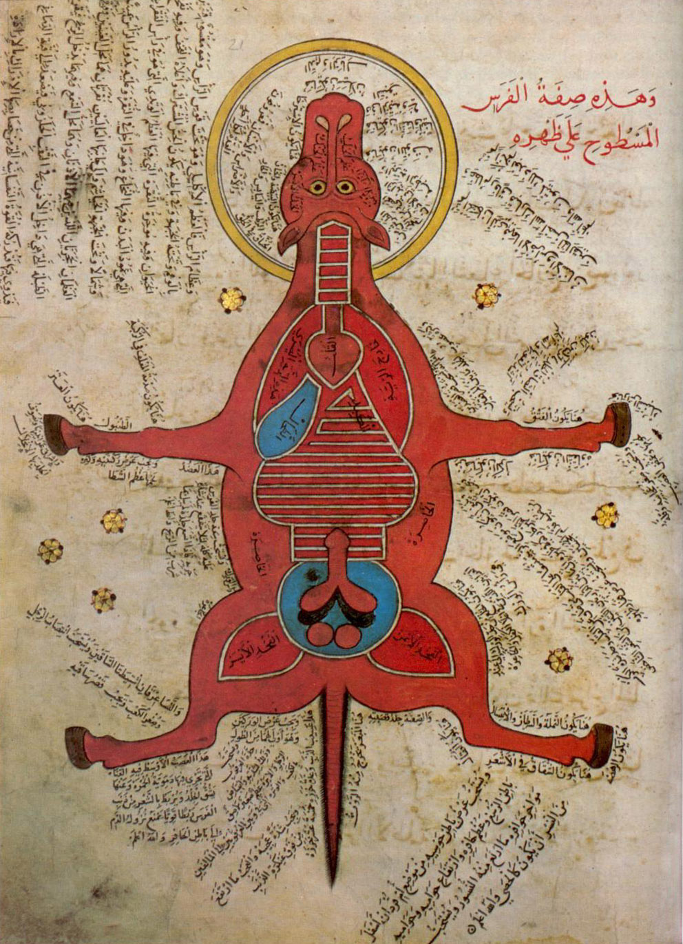 15th_century_egyptian_anatomy_of_horse