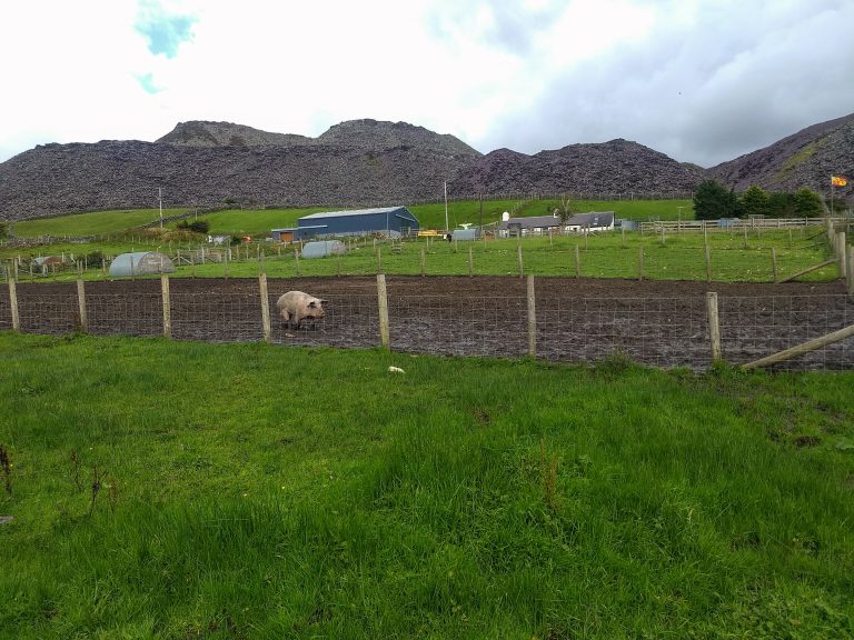A_pig_comes_to_investigate_-_geograph.org_.uk_-_7743220