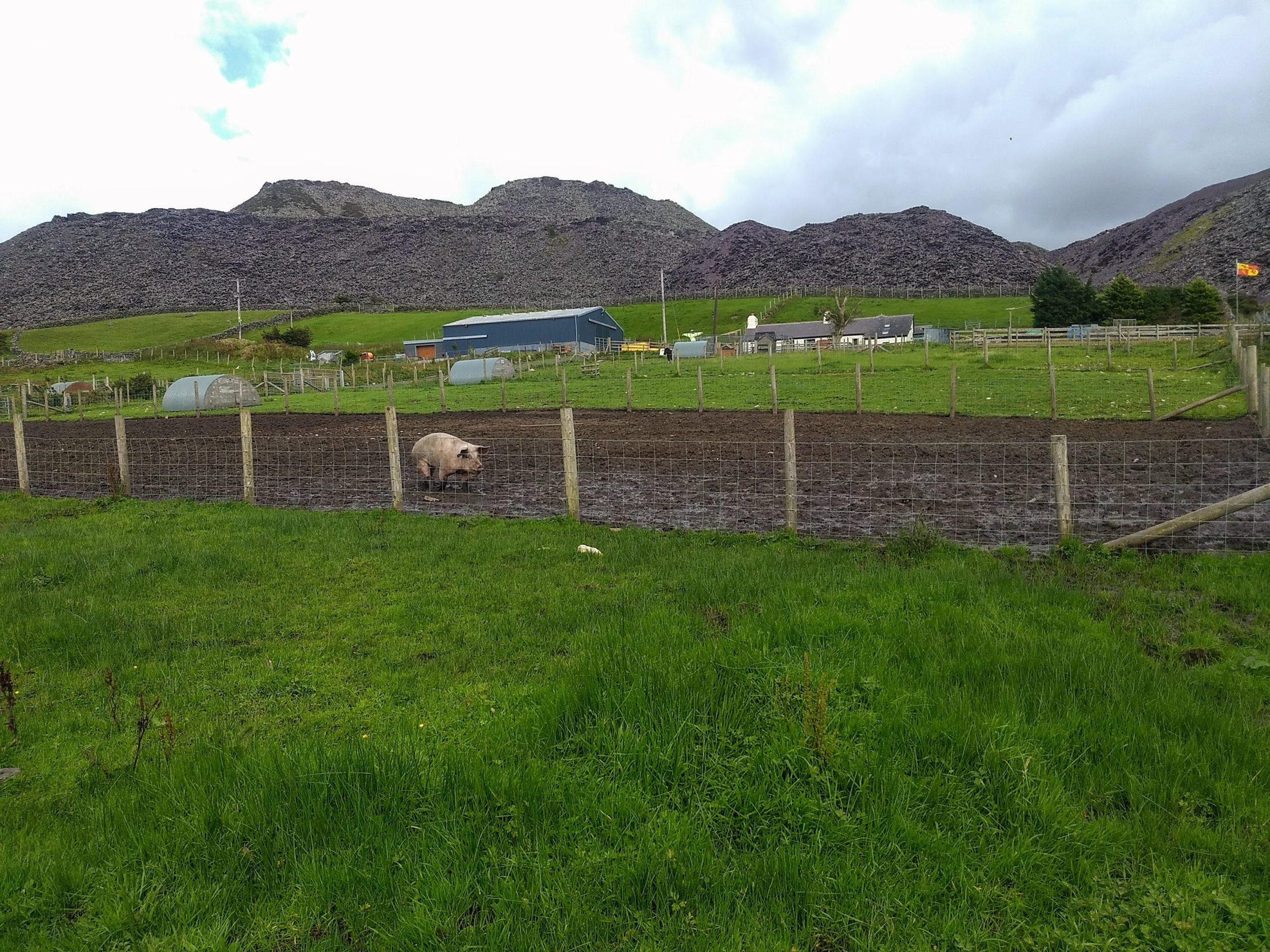 A_pig_comes_to_investigate_-_geograph.org_.uk_-_7743220