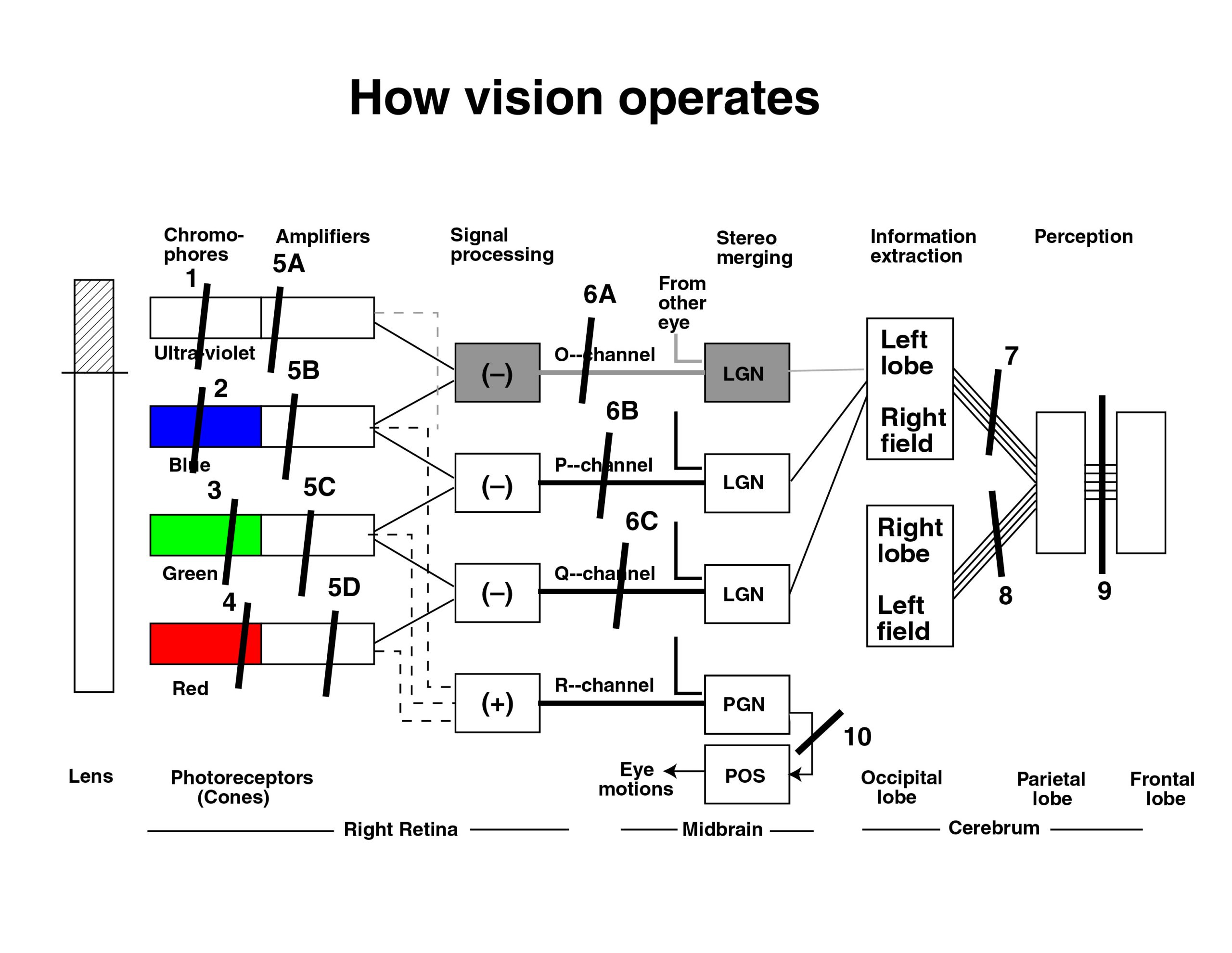 Documenting the known failure modes of an explanation method prevents over-reliance on its insights. Achromatopsia_failure_modes-1