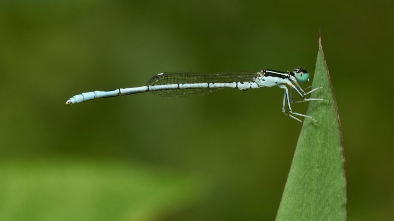Agriocnemis_pieris-Kadavoor-2016-11-26-001