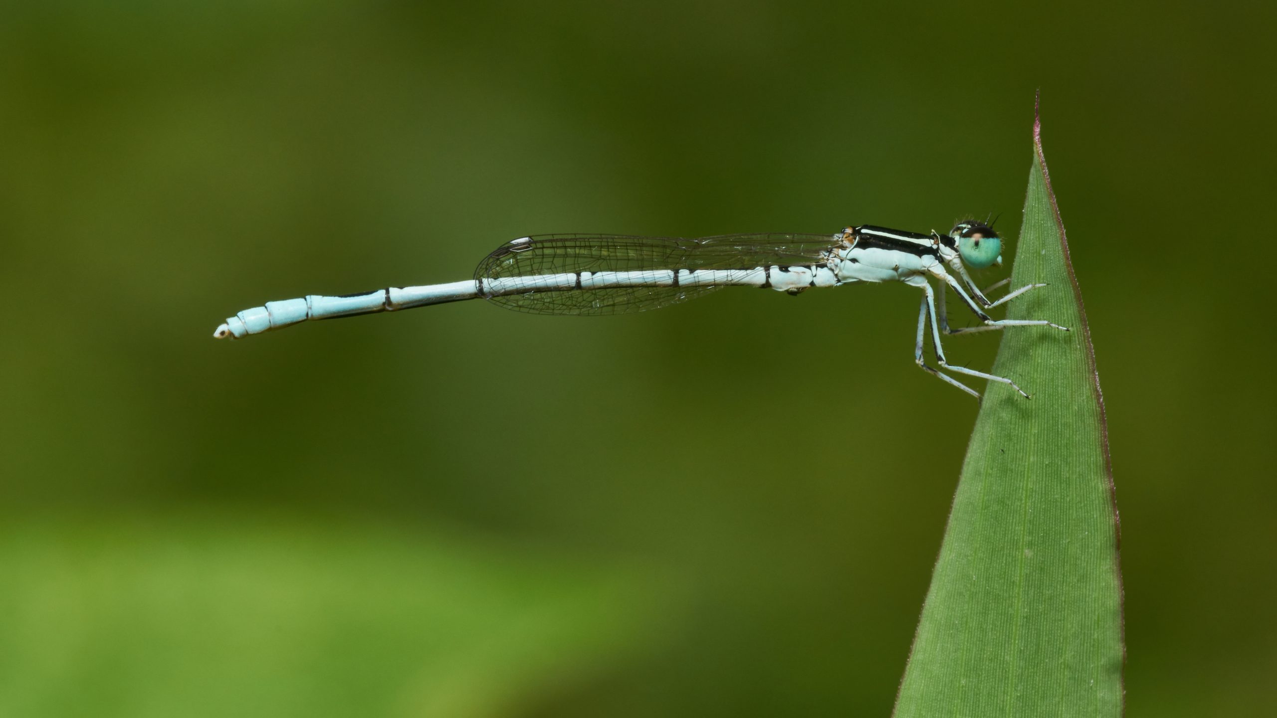 Agriocnemis_pieris-Kadavoor-2016-11-26-001