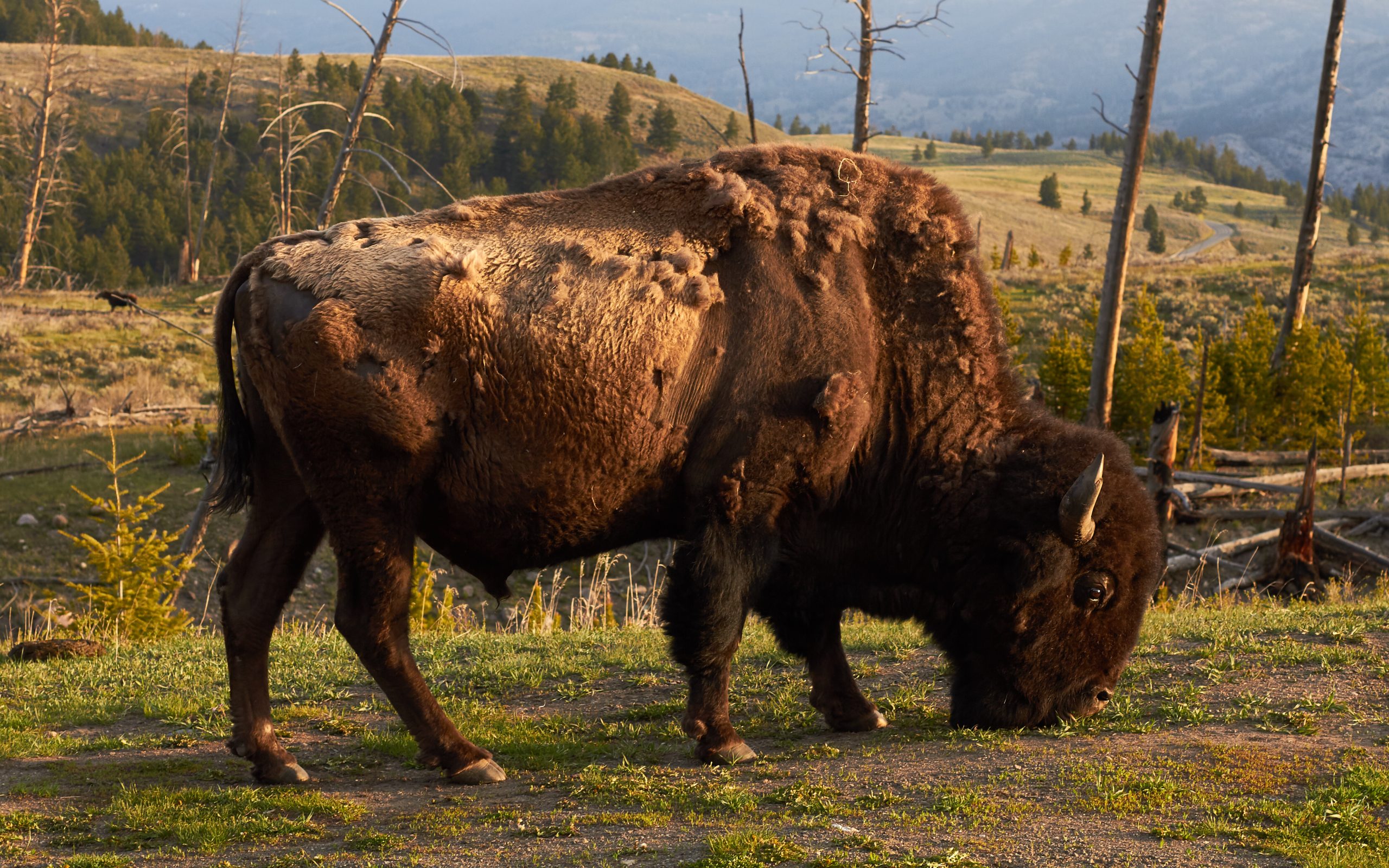 American_bison_in_Yellowstone_National_Park